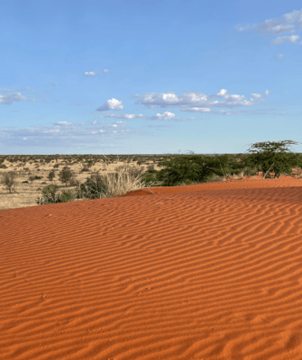 Sweeping Kalahari dunes at dusk
