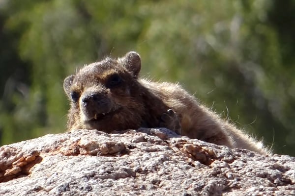 CANYON WILD CAMPING