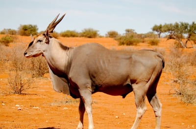 Eland antelope on grassland