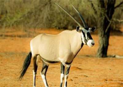 Gemsbok oryx in the Namib Desert