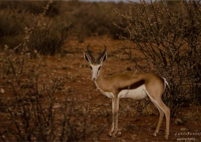 Springbok leaping