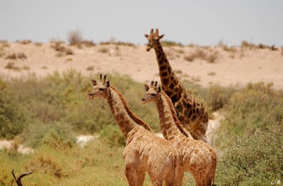Angolan giraffe in Etosha