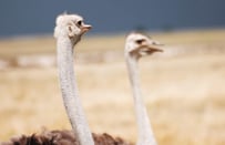 4 The Nest ostriches_gallery