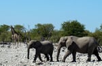 6 The Ekipa elephant giraffe_gallery