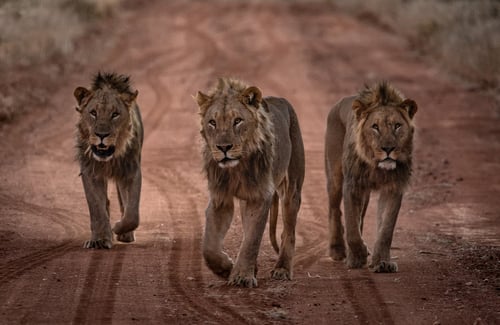 Male lions on desert track, Namibia