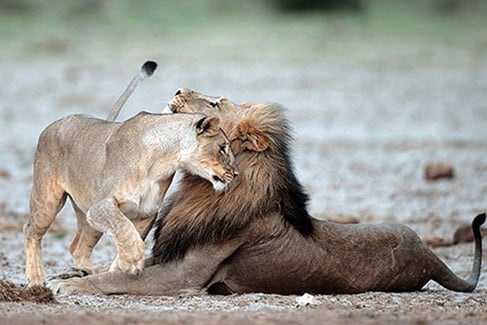 Lion in Etosha