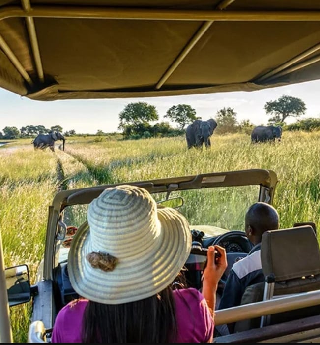 Safari, guide, guest, elephant, Namibia Safari, guide, guest, elephant, Namibia