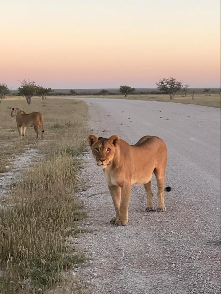 Etosha National Park wildlife viewing, lioness on game drive, Namibia