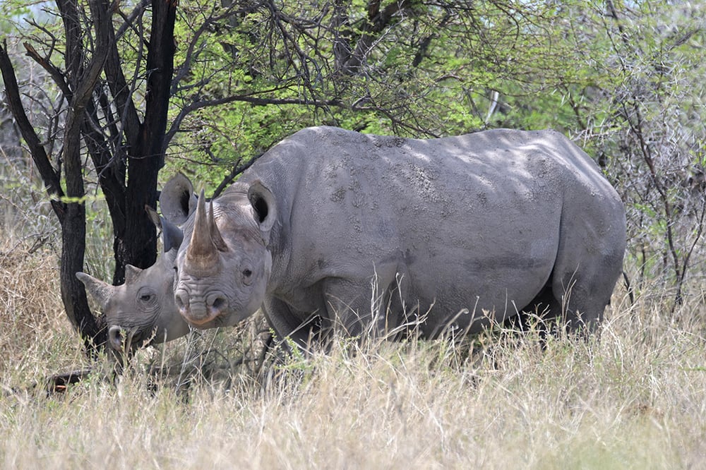 Rhino wildlife encounter, Namibia