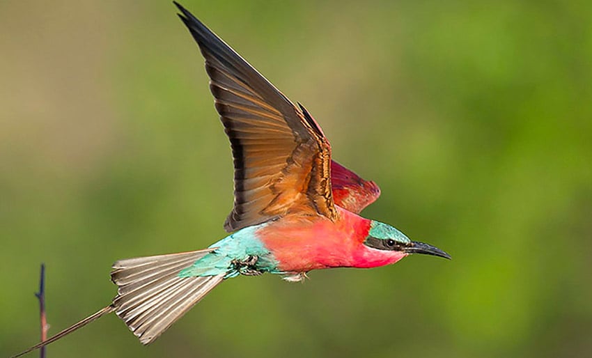 Carmine Bee-eater in flight, Namibia Carmine web