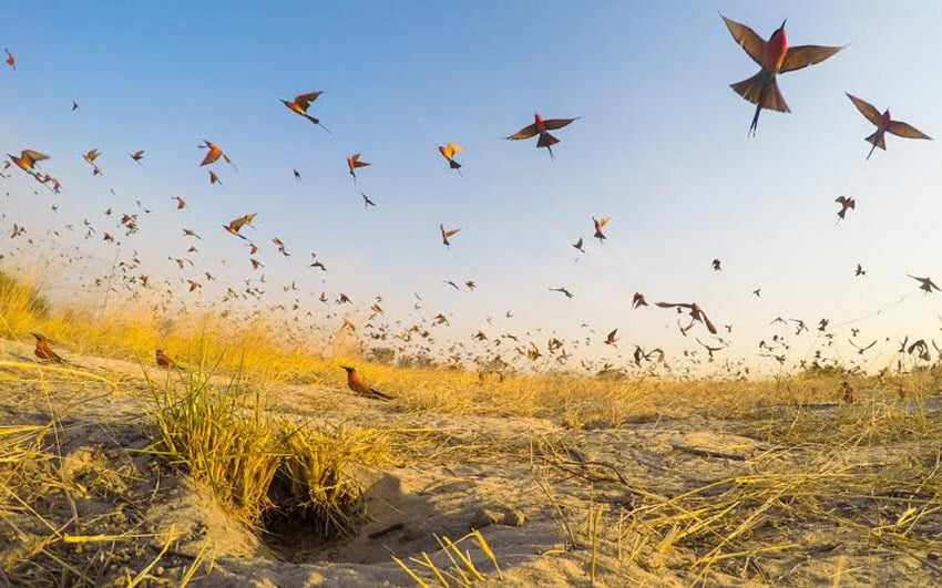 Carmine Bee-Eater colony ©Jason Boswell