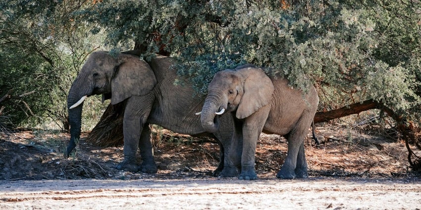 Desert elephant under tree in dry riverbed, Damaraland, NAmibia, photo by Janke Murray
