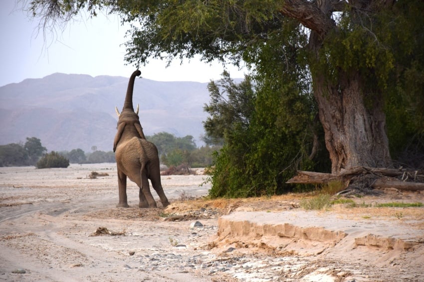 Desert elephant, Damaraland, Namibia, photo by Inke Stoldt