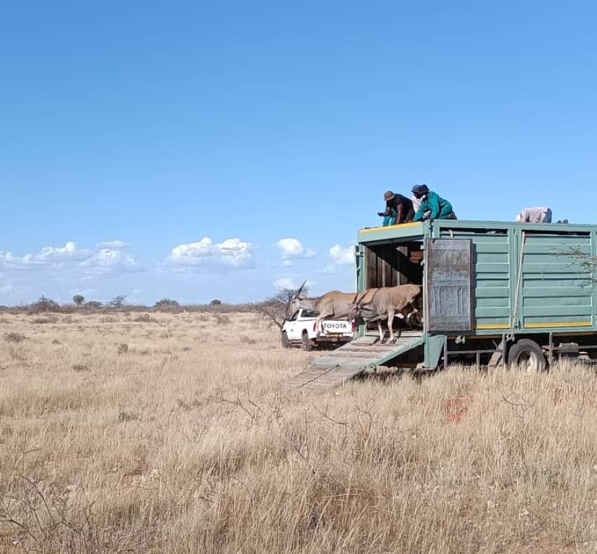 Eland release in Kalahari KAL 2026