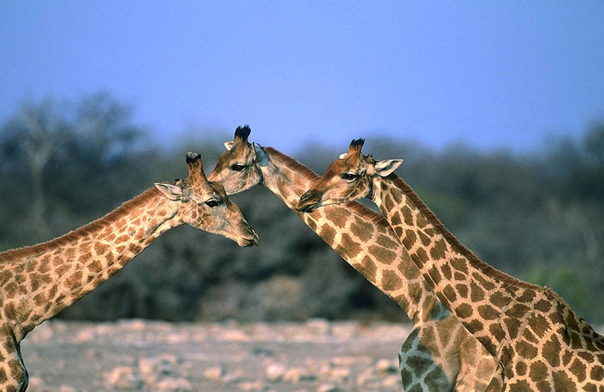 Giraffen, Etosha, Namibia