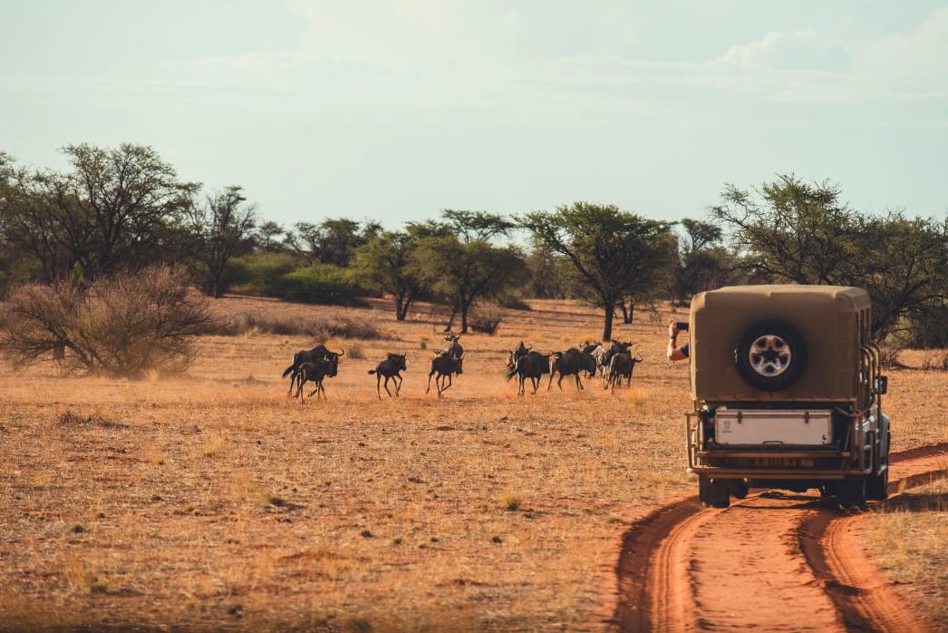 Game Drive & Wildlife in the Gondwana Kalahari Park