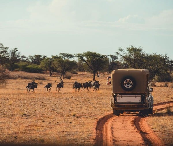 Game Drive & Wildlife in the Gondwana Kalahari Park