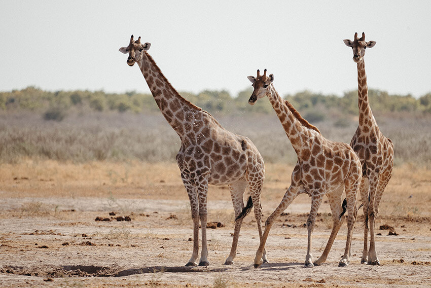 Giraffe, Namibia