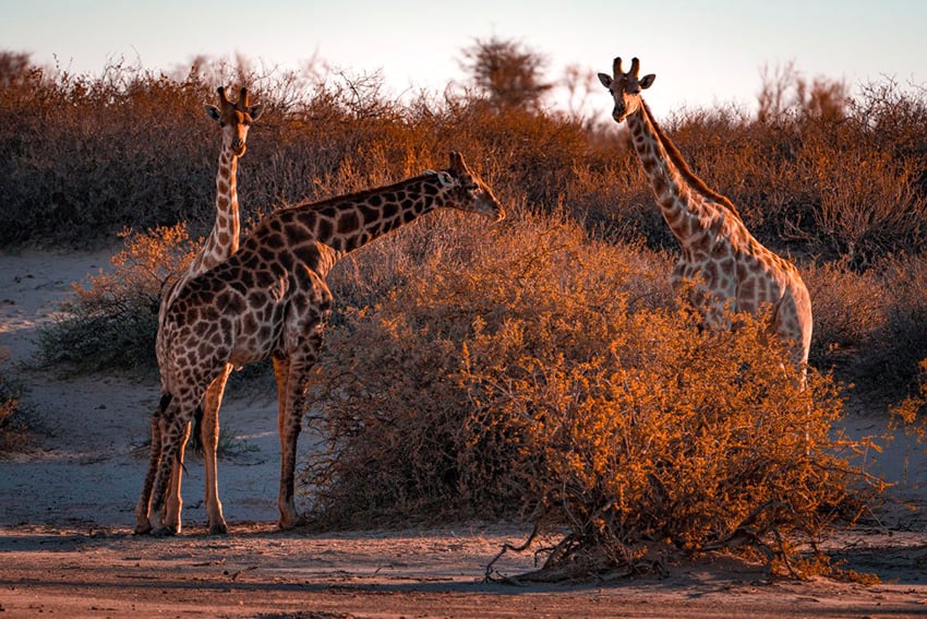 Giraffes in the Gondwana Kalahari Park, Namibia
