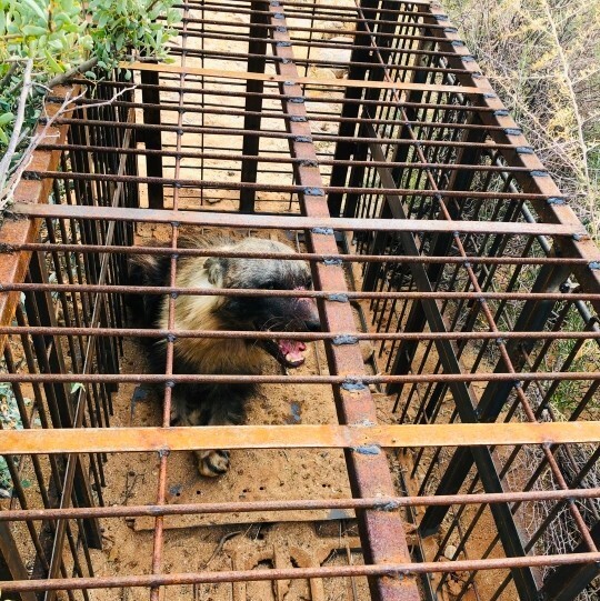 Hyna found in cage, Brown Hyena Release, photo by Timoteus Johannes, Gondwana Canyon Park, Namibia