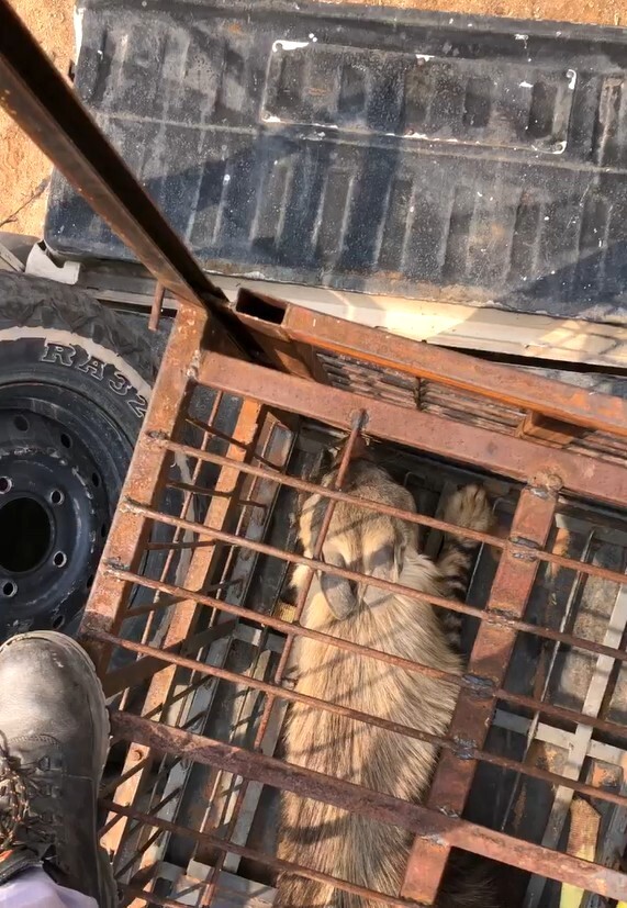 Brown Hyena Release in Gondwana Canyon Park Timoteus Johannes video