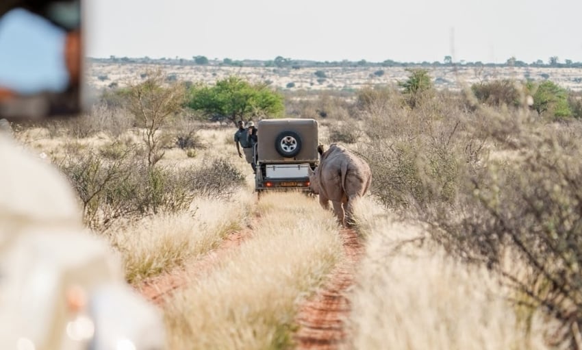 Habituated white rhinos at Kalahari Anib Lodge, Namibia