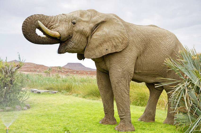 Elefant in Palmwag Lodge, Namibia