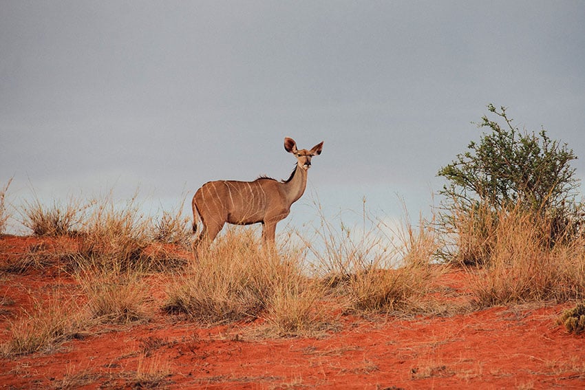 Kudu in Gondwana Kalahari Park, Namibia