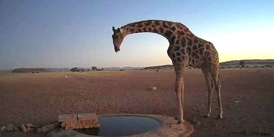 Giraffe Namib waterhole Namibia