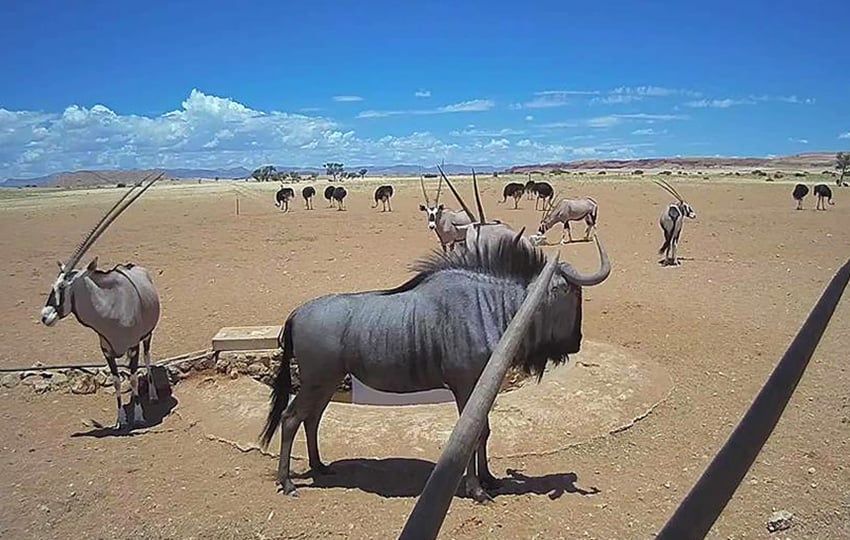 NamibiaCam wildebeest oryx