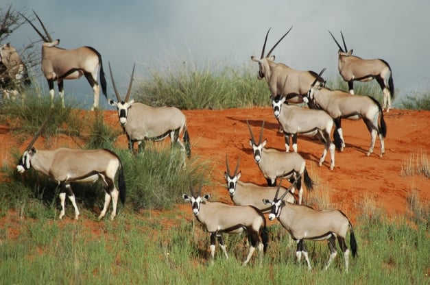 Oryx at kalahari park 