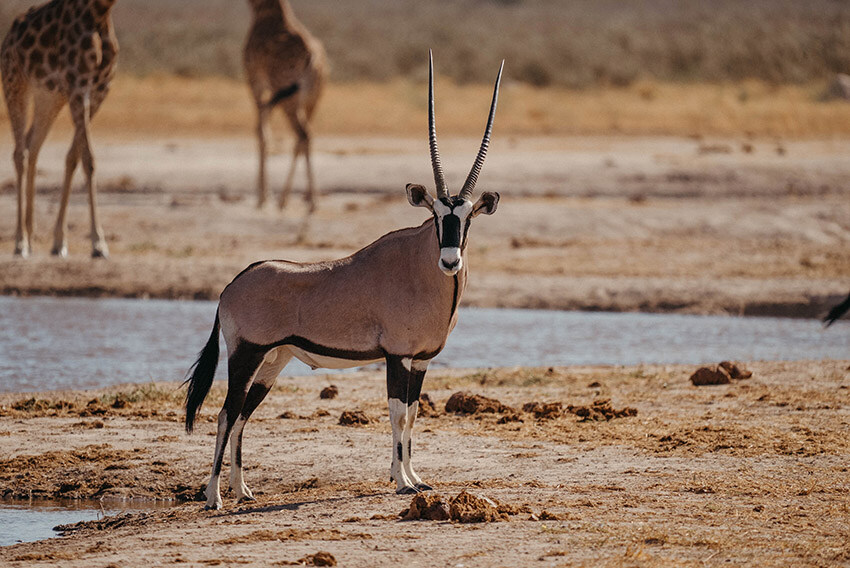 Oryx antelope, Namibia