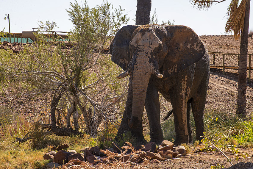 Elephant at Palmwag, Namibia