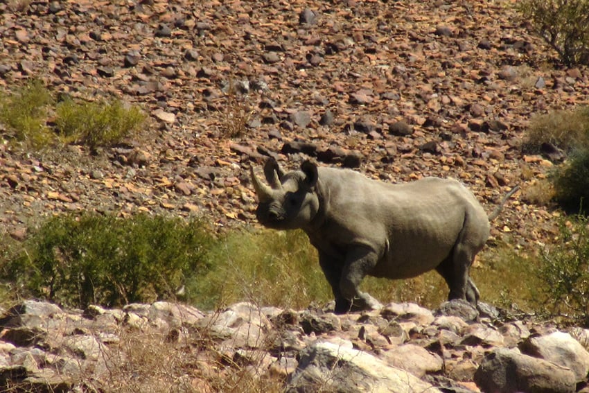 Nashorn, Fischfluss Canyon Gebiet, Namibia