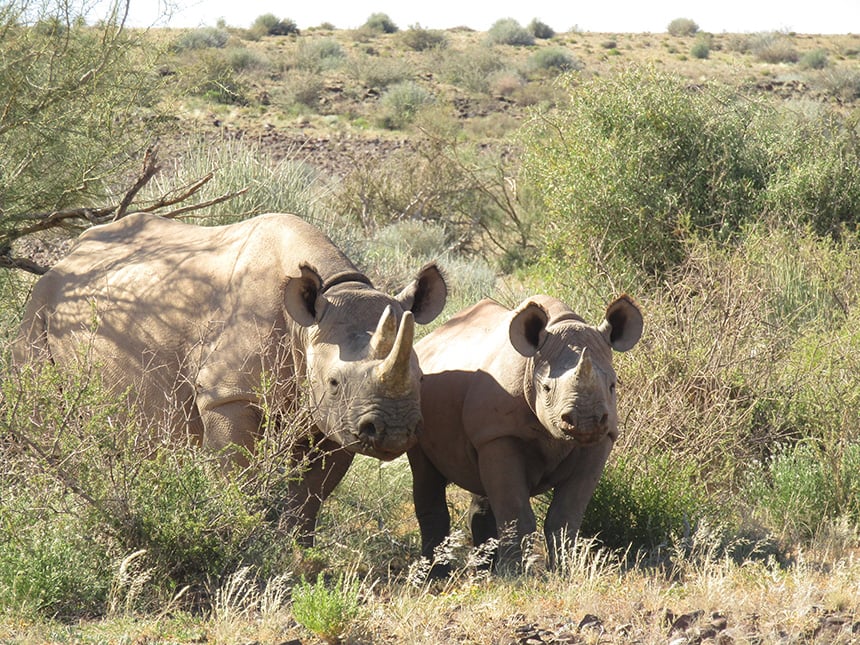 Nashörner, Kuhl und Kalb, Namibia