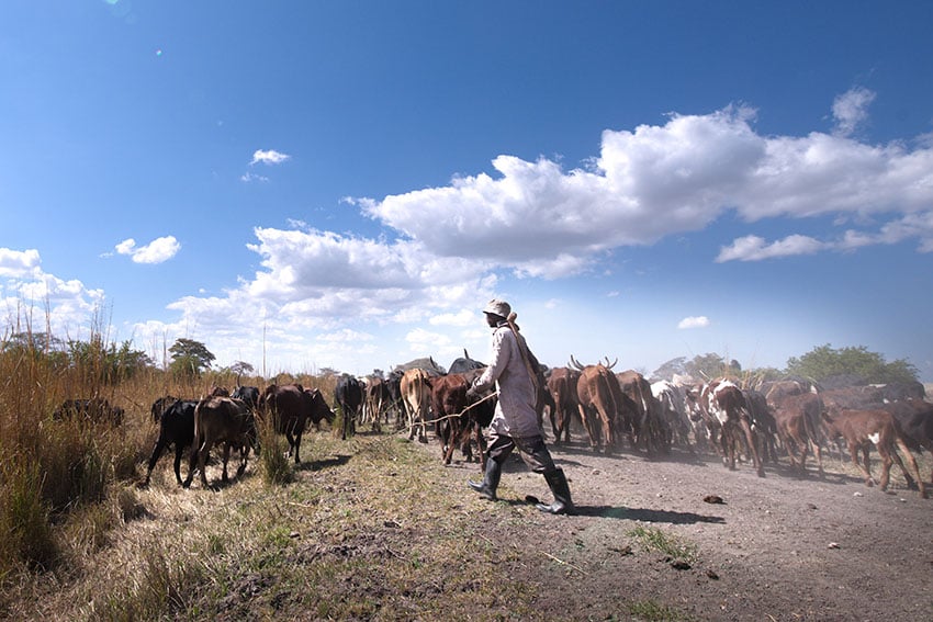 Rinderherde, Hirte, Namibia