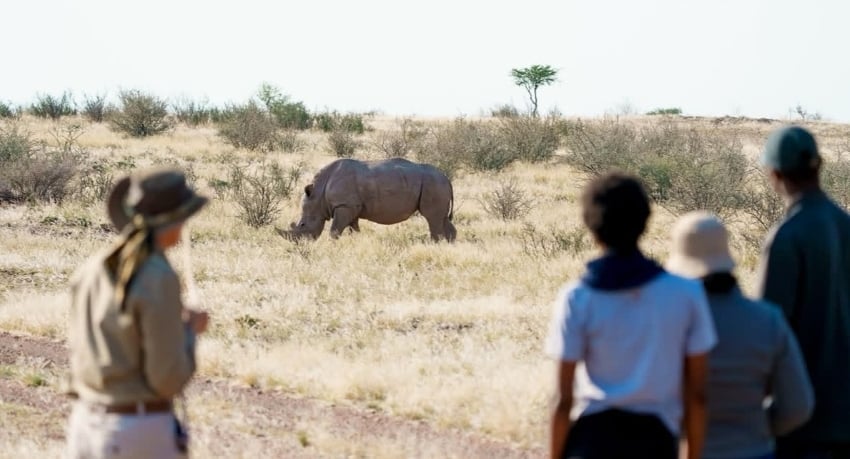 A white rhinos grazing on the grasslands in Gondwana Kalahari Park, Namibia.