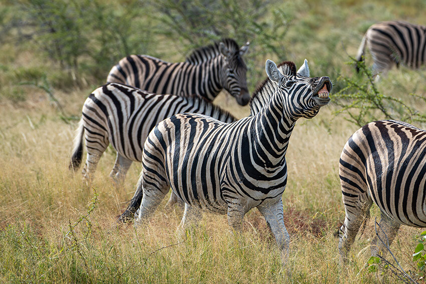 Zebra, Namibia