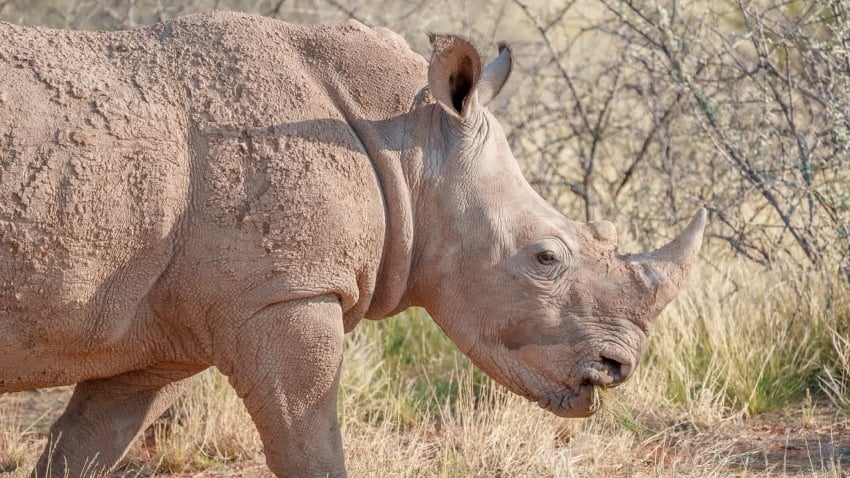 White rhino grazing across the restored grasslands of Gondwana Kalahari Park, Namibia.