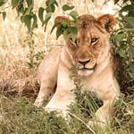 lion-1