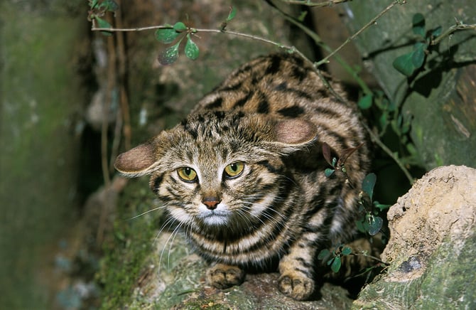 African Wild Cat_adobe stock images