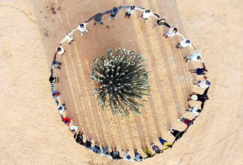 Circle of people around Euphorbia, Namib Desert, Namibia