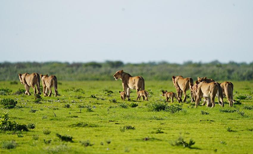 Pride of lions, green Etosha, Namibia