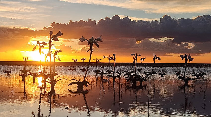 Sandhof lilies sunset web