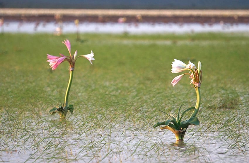 Sandhof lilies blooming, Namibia