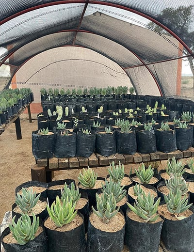 Young quiver trees at Gondwana's Holoog nursery, Namibia