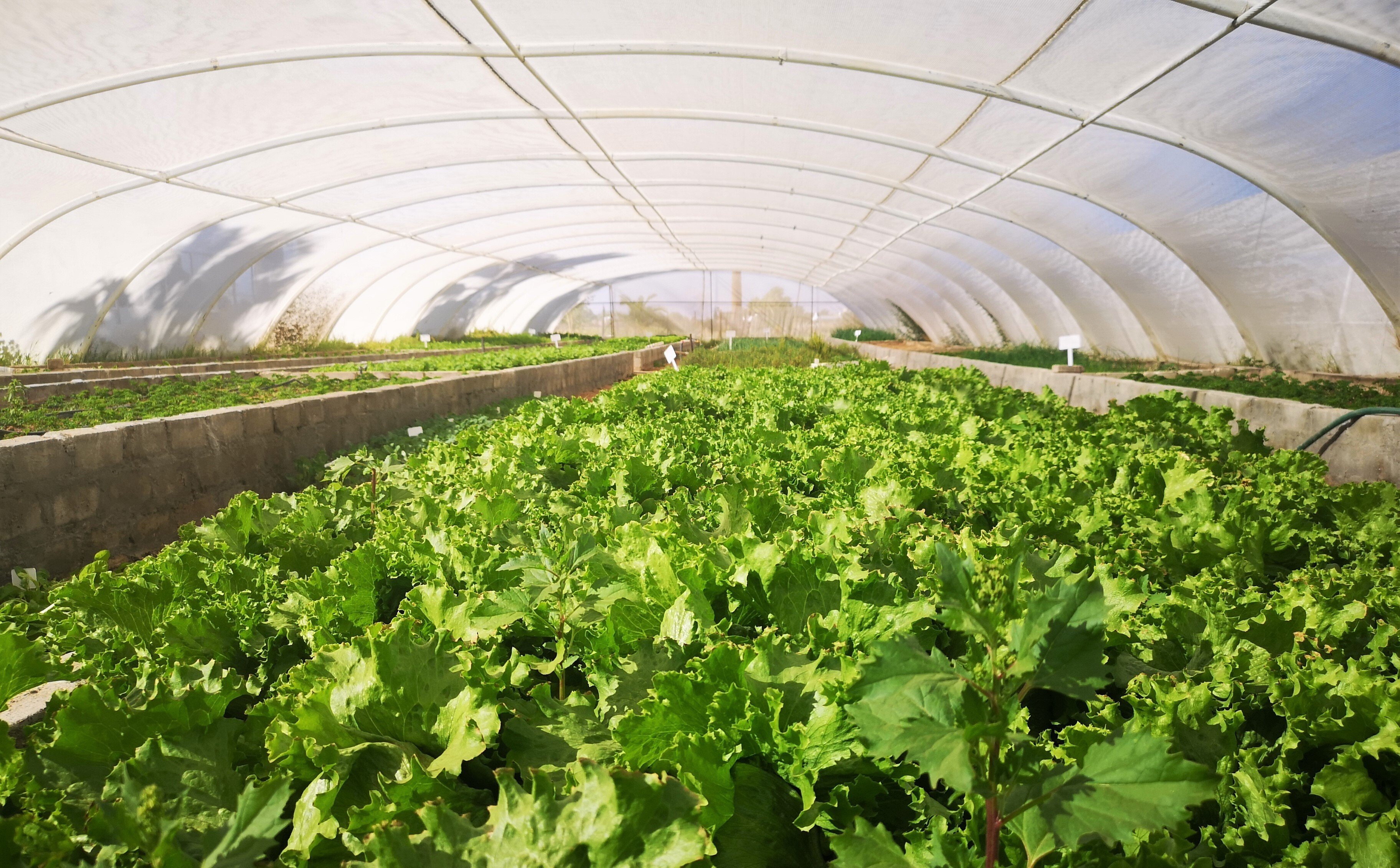 Self-sufficiency centre, vegetable garden, Kalahari Farmhouse, Namibia