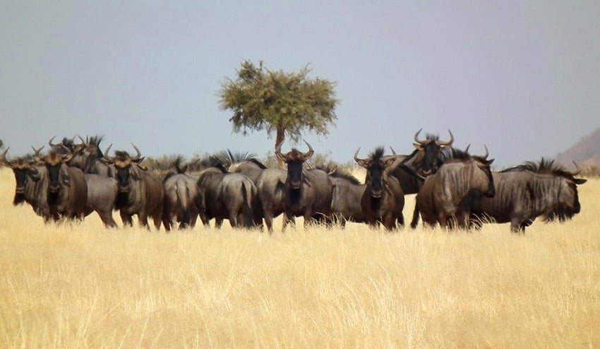Gondwana Canyon Park, wildebeest, Namibia photo Scott Hurd