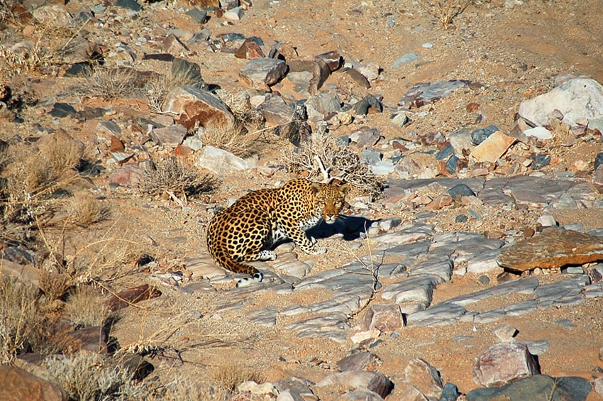Gondwana Canyon Park, leopard, Namibia, photo Fritz Curschmann