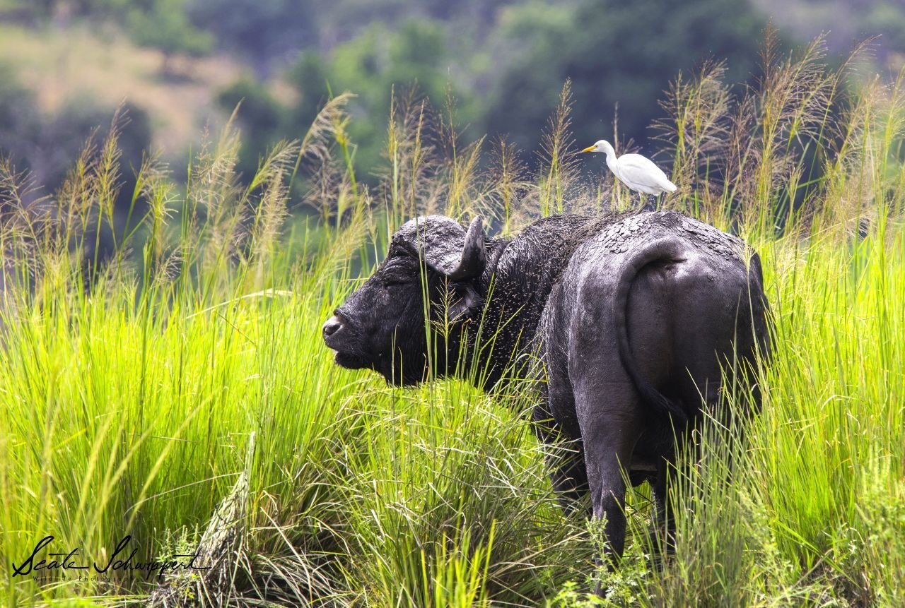 Bird on Buffalo_Zambezi Region_Namibia